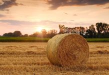 UNGC: ruszyły prace zespołu ds. Zrównoważonej Produkcji Żywności w Polsce