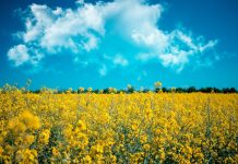 Resort rolnictwa: nie będzie zmiany przepisów dotyczących biopaliw