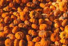 Halloween, czyli jak marnujemy dynie i środowisko