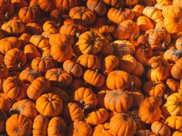 Halloween, czyli jak marnujemy dynie i środowisko