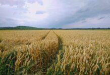 Analiza ISBiznes.pl: Ukraińskie rolnictwo kością niezgody