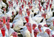 Analiza ISBiznes.pl: Następna może być ptasia grypa
